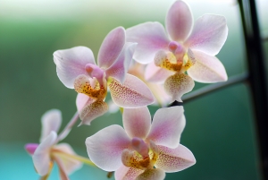 Orchidea